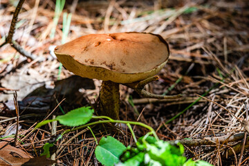 Orange cap boletus mushrooms, close-up