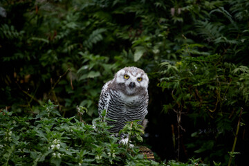 White polar owl chick, close-up portrait