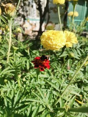 flowers in the garden