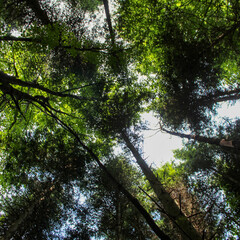 View from below towards the sky. Tree branches in the forest.