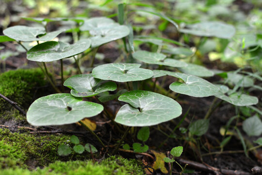 Asarum europaeum grows in the forest