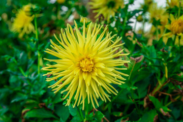 Red an yellow dahlia flower plant