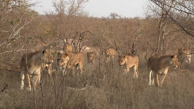 A pride of lions walk through the bushveld including two very rare white lions.
