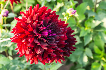 Red an yellow dahlia flower plant