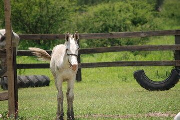 Obraz premium white horse in a field