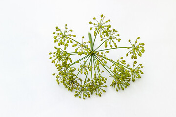 Umbrellas of dill with seeds on a white background