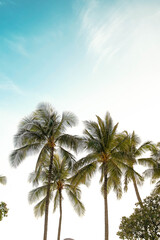 Fototapeta na wymiar Waikiki Beach Palm trees and blue sky's