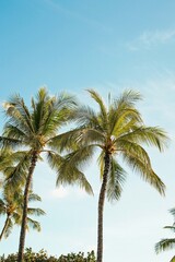 Fototapeta na wymiar Waikiki Beach Palm trees and blue skys