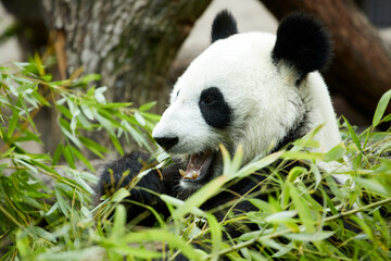 Obraz na płótnie Canvas Close-up portrait of a giant panda. Bamboo bear giant panda eating bamboo