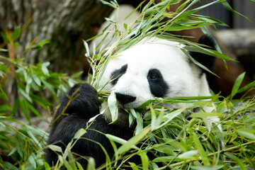Close-up portrait of a giant panda. Bamboo bear giant panda eating bamboo