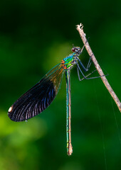 Macro shots, Beautiful nature scene damselfly.   
