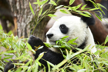 Fototapeta premium Close-up portrait of a giant panda. Bamboo bear giant panda eating bamboo