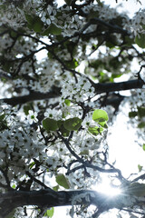 blossoming flowers on a tree
