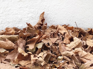 Close up of dry and ocher colored natural leaves against white wall. Autumn leaves background and...