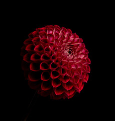 red pompon dahlia on a black background profile view