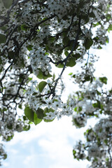 blossoming springtime tree