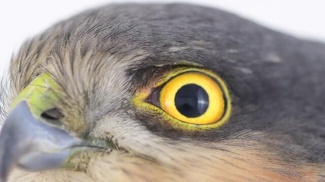 Head Eagle eye close-up, macro, eye Eurasian Sparrowhawk, Accipiter nisus