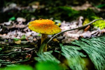 Yellow-orange Fly Agaric Mushroom