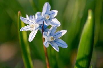 Puschkinia scilloides early spring bulbous flowers in bloom, small white and blue flowering plant,...