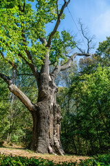 Medieval millennial oak, tree and landmark of the Cold Yar, Ukraine. Maxim Zalizniak Oak