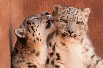 Snow leopard(s);  Albuquerque BioPark/Rio Grande Zoo; Albuquerque, New Mexico