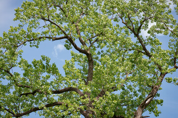 Spring tree branches with green leaves against blue sky at a sunny day.