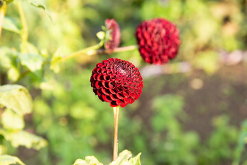 Red an yellow dahlia flower plant