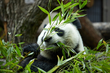 Close-up portrait of a giant panda. Bamboo bear giant panda eating bamboo