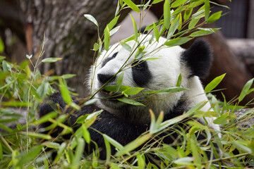 Close-up portrait of a giant panda. Bamboo bear giant panda eating bamboo