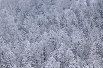 Winter forest landscape. Snow covered pine tree forest in nature after snow storm.