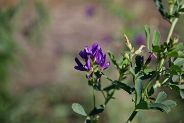 Fototapeta premium Single Alfalfa violet bright flower among green leaves on the green stem. Dry grass and plants on the background