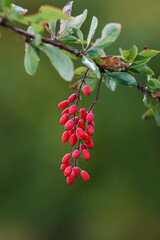 A branch of a barberry with ripe red berries. Close-up photo of nature.