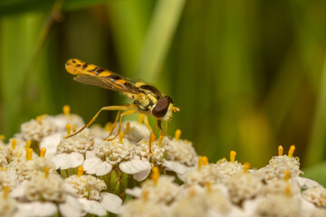 yellow fly on white flower
