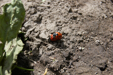 Spring. Ladybugs woke up and rejoice in the spring warmth and sun.