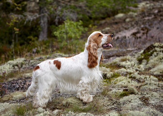 Summer. Island. On a rocky plateau, overgrown with moss and grass, stands an English Cocker Spaniel of white and red color. The background is blurred.