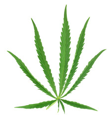 Cannabis leaf isolated on white background with clipping path and full depth of field