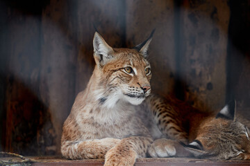 Obraz premium Common lynx, close-up portrait. Lynx in the zoo