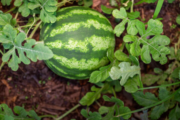 Organic home growing unripe watermelon fruit, species citrullus lanatus, a vine-like flowering plant in Cucurbitaceae family, originally domesticated in West Africa and highly cultivated worldwide.