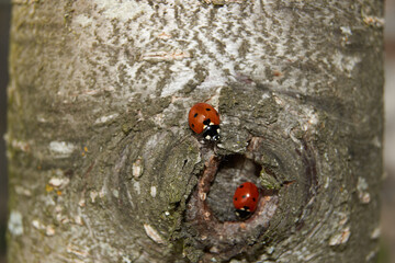 Spring. Ladybugs woke up and rejoice in the spring warmth and sun.