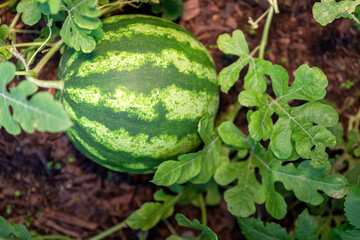 Organic home growing unripe watermelon fruit, species citrullus lanatus, a vine-like flowering plant in Cucurbitaceae family, originally domesticated in West Africa and highly cultivated worldwide.