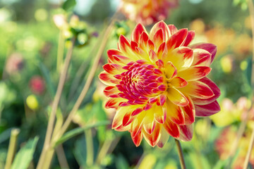 Red an yellow dahlia flower plant