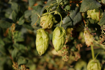 Green Humulus lupulus bush fruits in the form of cones. Foliage on the background. Autumn sunset. Ukraine