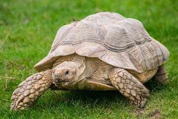 Tortoise 