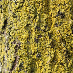 Muschio verde sul tronco dell'albero