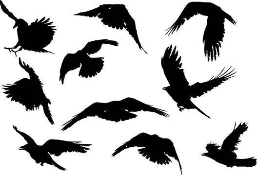 set of ten crow silhouettes isolated on white
