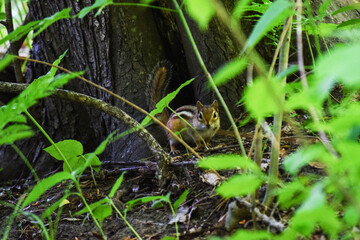 chipmunk