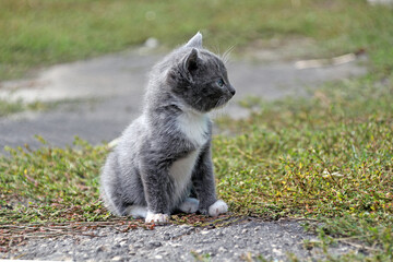 Little cute grey sits on the grass in summer