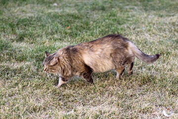 Fluffy stray cat walks on the lawn
