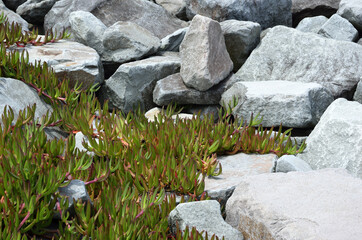 石垣の上を這う植物　高潮堤