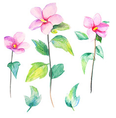 Set of painted flowers. Watercolor flowers to create a unique decor.